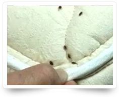 Bed Bug Control Services Kollam