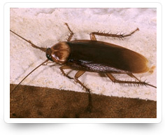 Cockroach Control Services Kollam