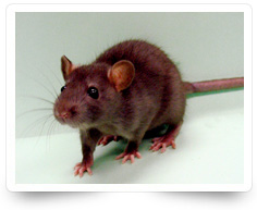 Rodent Control Services Kollam
