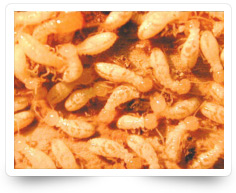 Termite Control Services Nagercoil