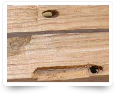 Wood Borer Control Services Kollam