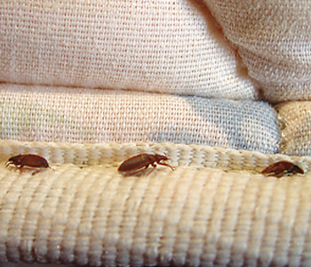 pest control companies in trivandrum