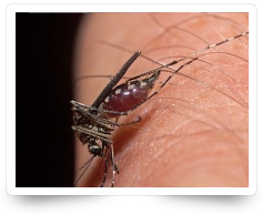 Mosquito Control Kollam